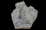 Fossil Flora (Neuropteris & Lepidodendron) Plate - Kentucky #154741-1